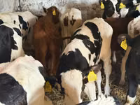 Qoramol (partiya, jinsi ko‘rsatilmagan), Simmental cattle — 3-rasm