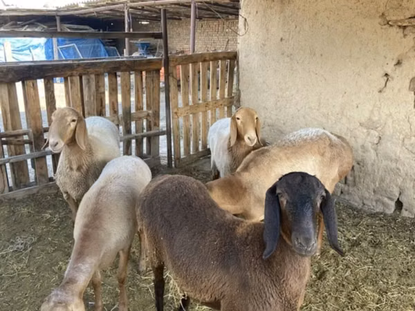 Widder, Arashan sheep