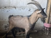 Bode, Oberhasli goats — foto 2