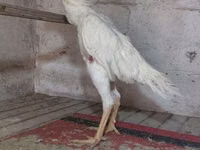 Chickens — الصورة 5