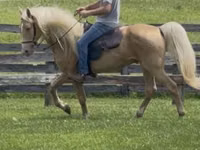 At, Rocky Mountain Horse — foto 2