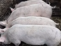 Vier — foto 1