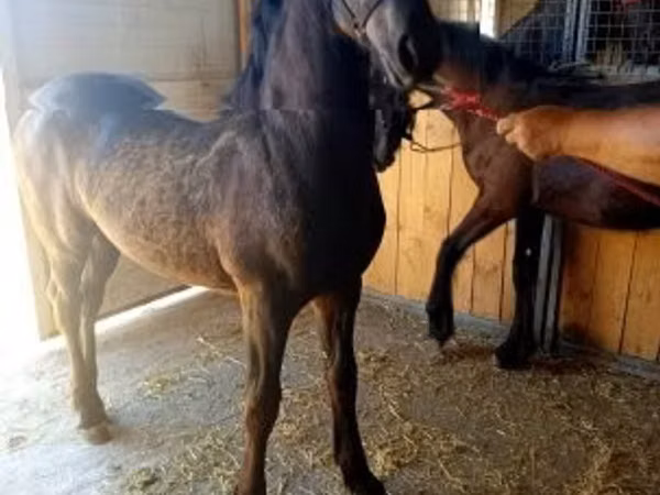 公马, Friesian