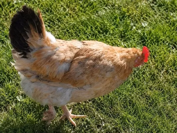 Chickens