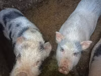 母猪, Pigs — 照片 7