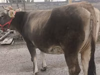 بقرة, Swiss cattle — الصورة 5
