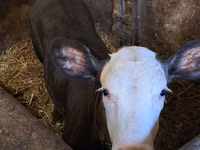 Cow, Charolais cattle — photo 4