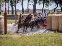 حصان, Hungarian horse breed — الصورة 2