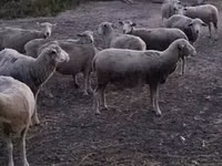 Bélier, Ile-de-France sheep — photo 4