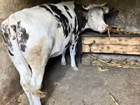 Kuh, Russian Black pied cattle — Foto 2