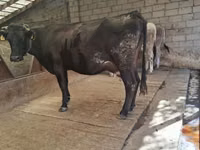Cow, Simmental cattle — photo 3