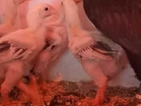 Chickens — الصورة 4