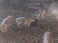 Sow, Pigs — photo 2