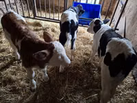 Bou, Russian Black pied cattle — foto 3