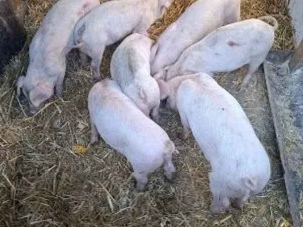 Porci (lot, sex nespecificat), Porci