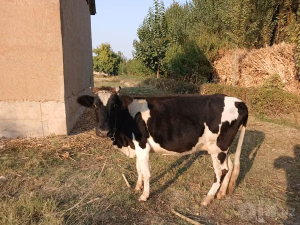 بقرة, Russian Black pied cattle