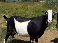 تيس, LaMancha goats — الصورة 2