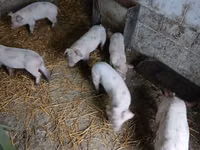 Scroafă, Porci — foto 3