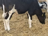 Buğa, Russian Black pied cattle — foto 1