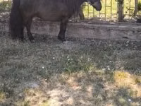 Aygʻir, Australian Pony — 7-rasm