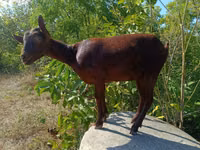 Capră, Murcia-Granada goats — foto 1