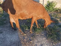 Chèvre, Alpine goat — photo 1