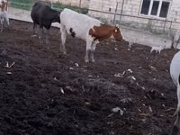 Vaca, Ganado vacuno — foto 2