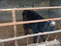 ثور, Swiss cattle — الصورة 3