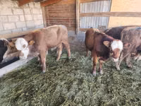 Bulle, Simmental cattle — Foto 5