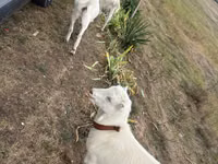 Cabra, Cabras — foto 2