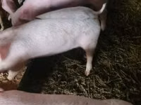 Scroafă — foto 1