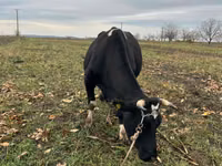 Cow, Russian Black pied cattle — photo 3