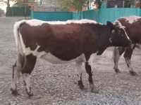 بقرة, Simmental cattle — الصورة 3