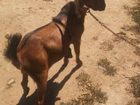 बकरा, Nubian Goat — फ़ोटो 2