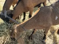 बकरी, Alpine goat — फ़ोटो 2
