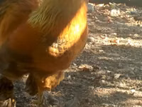 Chickens — الصورة 1
