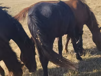 Mare, Horse breed — photo 5