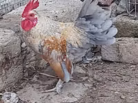 Chickens — Foto 4