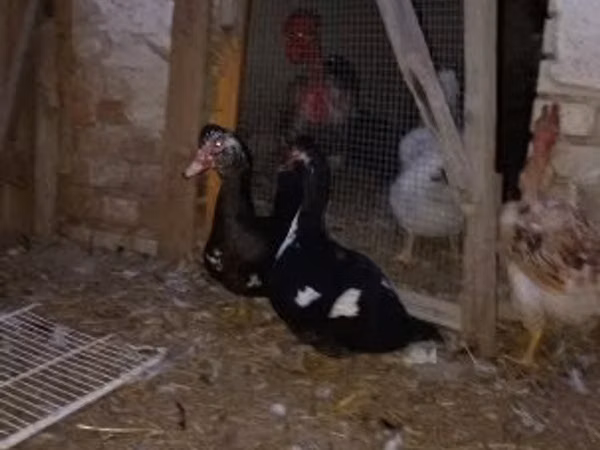 rață domestică Muscovy