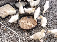 American Pekin — foto 1