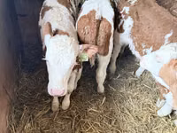 公牛, Simmental cattle — 照片 1