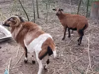 公山羊, Goats — 照片 2