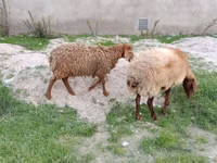 Qoyun, Qoyunlar — foto 4