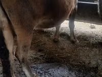 Vache, Race Alatauskaya — photo 2