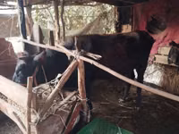 牛只（批次，未指定性别）, Cattle — 照片 3