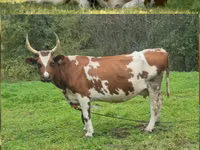 Vaca, Ayrshire — foto 4