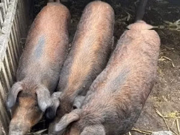 Säue, 
