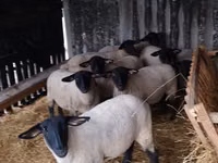 Oi (lot, sex nespecificat), White Suffolk sheep — foto 2
