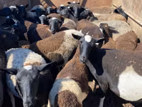 Brebis, Moutons — photo 2