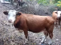 Bou, French Simmental cattle — foto 3